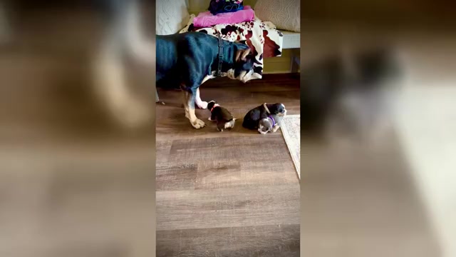 Video preview image #1  Breeder Profile in FORT MITCHELL, AL, USA