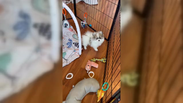 Video preview image #1 Pomeranian Puppy For Sale in ROCK VALLEY, IA, USA