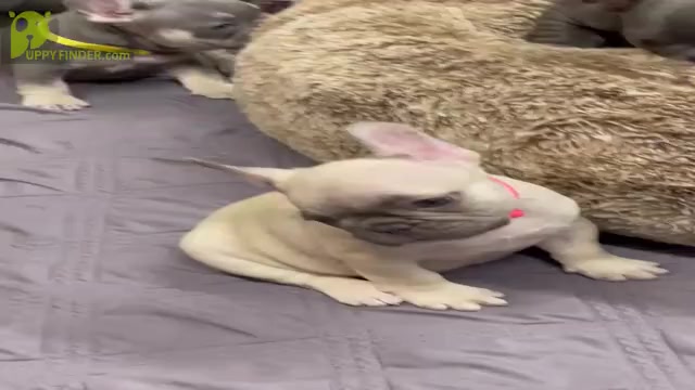 Video preview image #2 French Bulldog Puppy For Sale in WILDOMAR, CA, USA