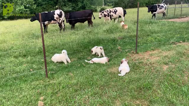 Video preview image #1 Great Pyrenees Puppy For Sale in WESTMORELAND, TN, USA