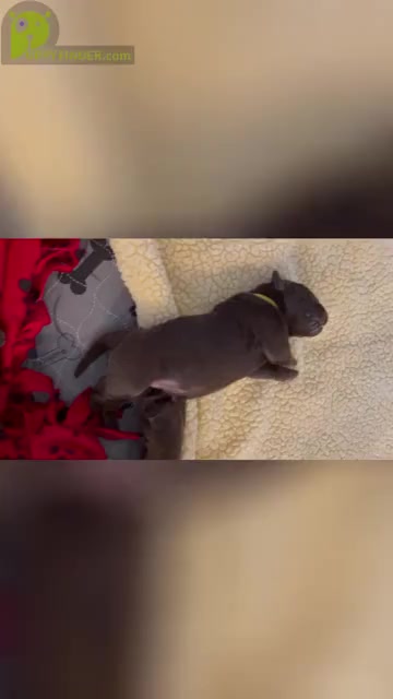 Video preview image #1 Labrador Retriever Puppy For Sale in MISSION VIEJO, CA, USA