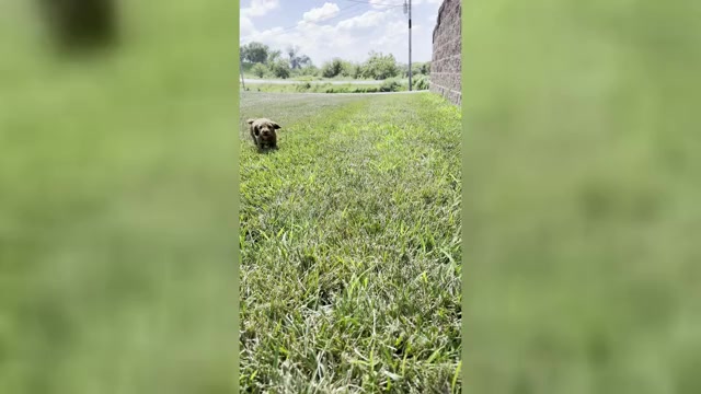 Video preview image #2 Cockapoo (Miniature) Puppy For Sale in LOGAN, IA, USA