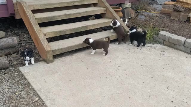 Video preview image #11 Border Collie Puppy For Sale in HARRISON, ID, USA