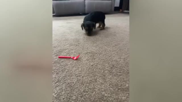 Video preview image #1 Yorkshire Terrier Puppy For Sale in NAPPANEE, IN, USA