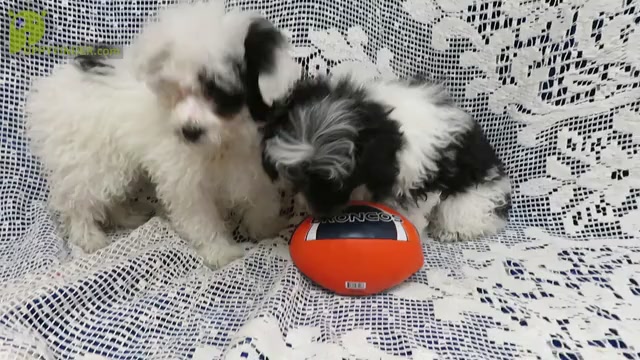 Video preview image #1 Poodle (Toy) Puppy For Sale in HARTVILLE, MO, USA