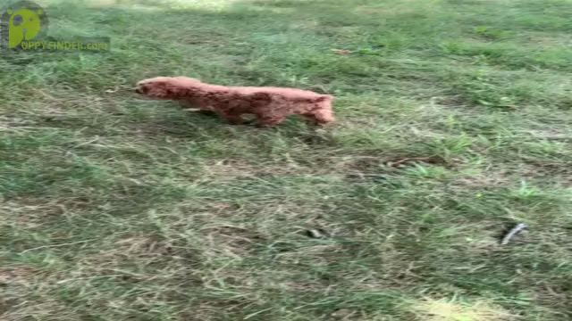 Video preview image #6 Poodle (Miniature) Puppy For Sale in WARSAW, IN, USA