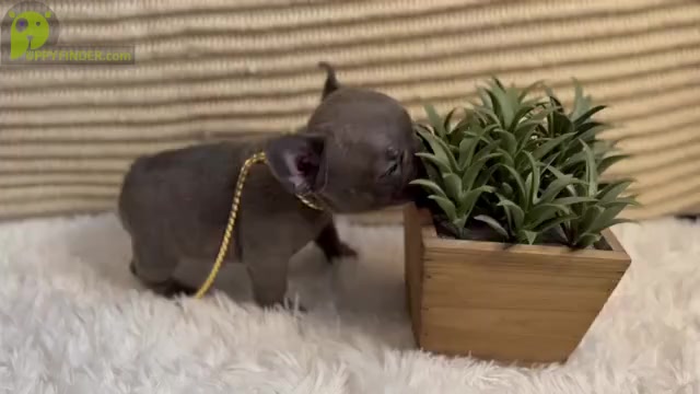 Video preview image #4 French Bulldog Puppy For Sale in SLIDELL, LA, USA