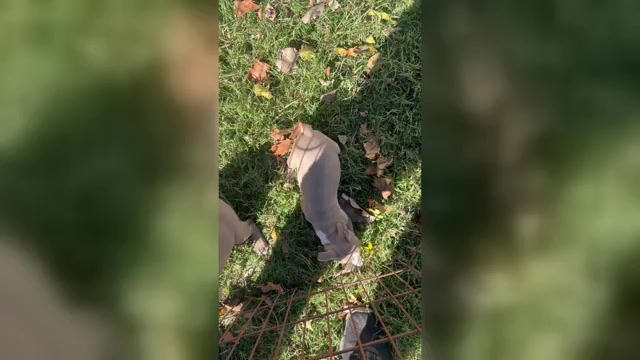 Video preview image #4 Boston Terrier Puppy For Sale in ATWOOD, OK, USA