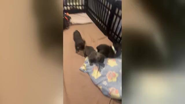 Video preview image #4 French Bulldog Puppy For Sale in VALRICO, FL, USA