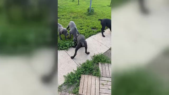 Video preview image #2 Cane Corso Puppy For Sale in STUART, IA, USA