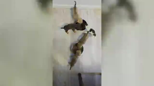 Video preview image #1 Dachshund-Shorkie Tzu Mix Puppy For Sale in WILMINGTON, NC, USA