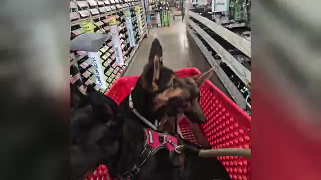 Video preview image #2 German Shepherd Dog Puppy For Sale in NAVASOTA, TX, USA