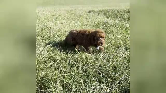 Video preview image #1 Poodle (Toy) Puppy For Sale in WARSAW, IN, USA