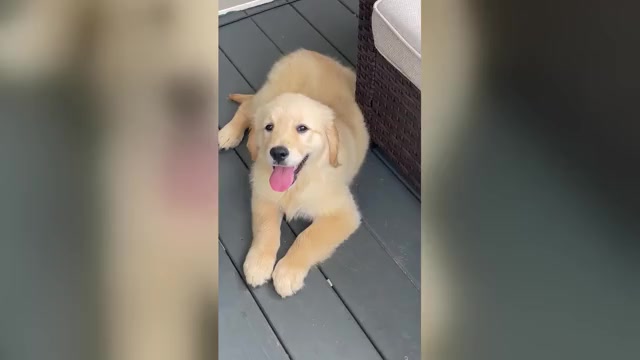 Video preview image #2 Golden Retriever Puppy For Sale in FAIR PLAY, SC, USA