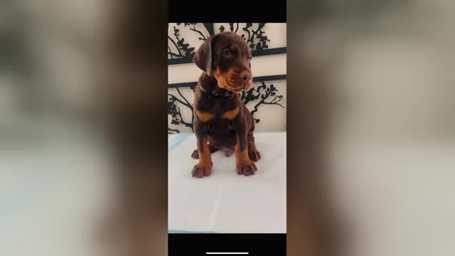 Video preview image #1 Doberman Pinscher Puppy For Sale in COLORADO SPRINGS, CO, USA