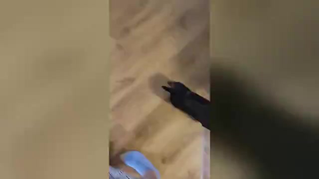 Video preview image #2 Dachshund Puppy For Sale in NEOSHO, MO, USA