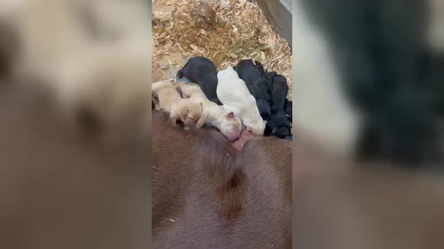 Video preview image #3 Labrador Retriever Puppy For Sale in TENMILE, OR, USA