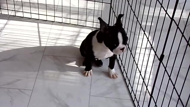 Video preview image #1 Boston Terrier Puppy For Sale in MONROE, NH, USA