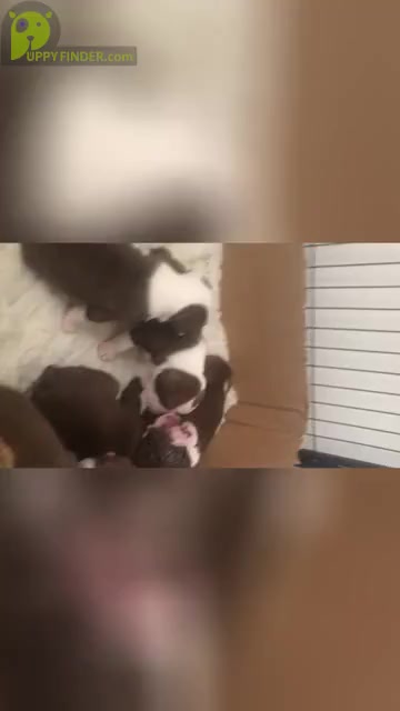 Video preview image #4 Boston Terrier Puppy For Sale in DICKINSON, TX, USA