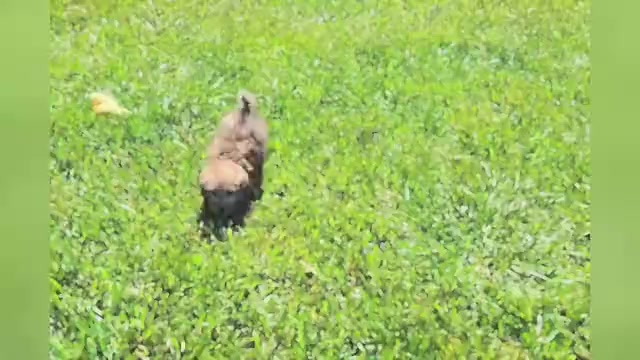 Video preview image #1 Poodle (Miniature) Puppy For Sale in WARSAW, IN, USA