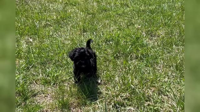 Video preview image #18 Morkie Puppy For Sale in WARSAW, IN, USA