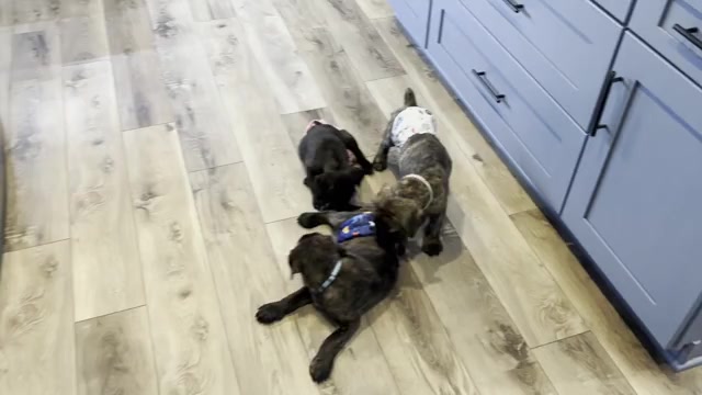 Video preview image #3 Cane Corso Puppy For Sale in REEVESVILLE, SC, USA