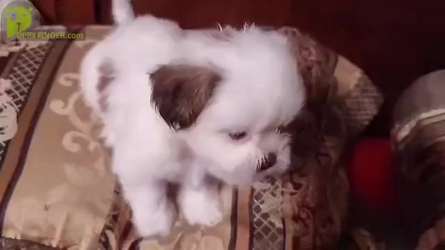 Video preview image #1 ShihPoo Puppy For Sale in FARMINGTON, AR, USA