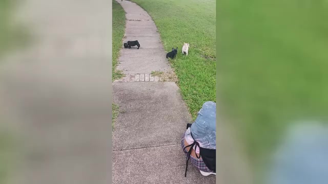 Video preview image #2 French Bulldog Puppy For Sale in TERRELL, TX, USA