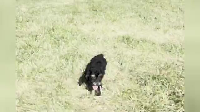 Video preview image #1 Poodle (Miniature) Puppy For Sale in WARSAW, IN, USA