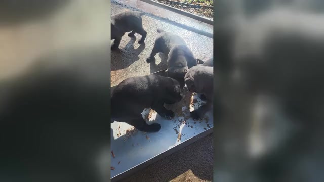 Video preview image #1 Cane Corso Puppy For Sale in SHELBY, NC, USA