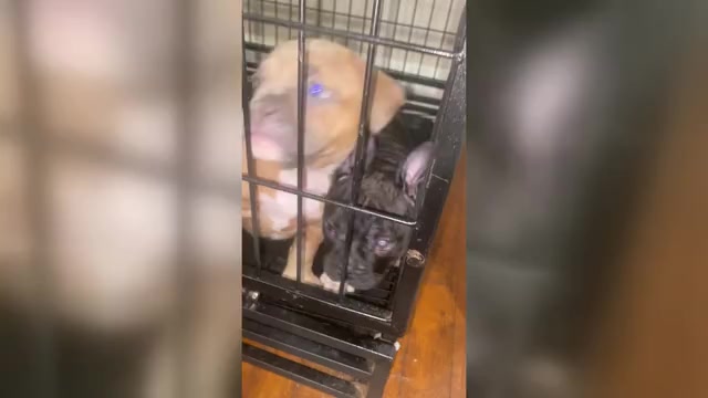 Video preview image #1 American Bully Puppy For Sale in LEXINGTON, NC, USA
