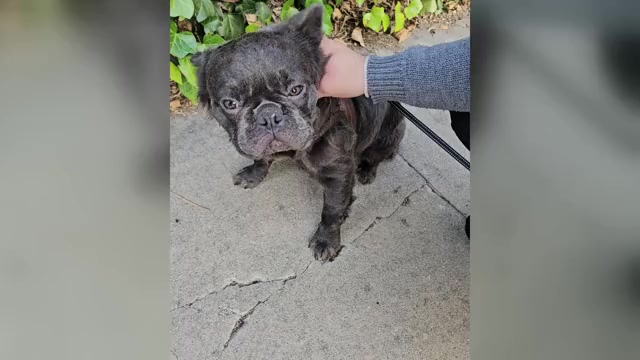 Video preview image #2 French Bulldog Puppy For Sale in LOS ANGELES, CA, USA