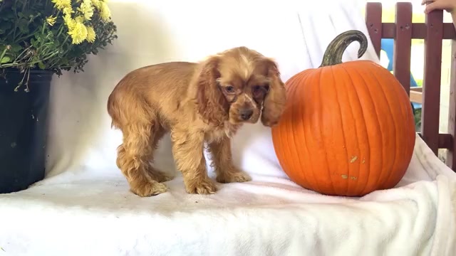 Video preview image #4 Cocker Spaniel Puppy For Sale in WAKARUSA, IN, USA
