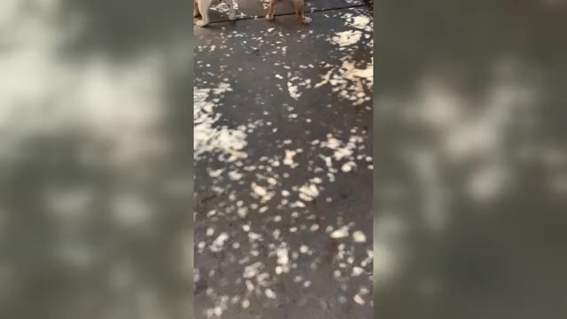 Video preview image #5 English Bulldog Puppy For Sale in VICTORVILLE, CA, USA