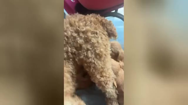 Video preview image #3 Wapoo Puppy For Sale in BROCKTON, MA, USA