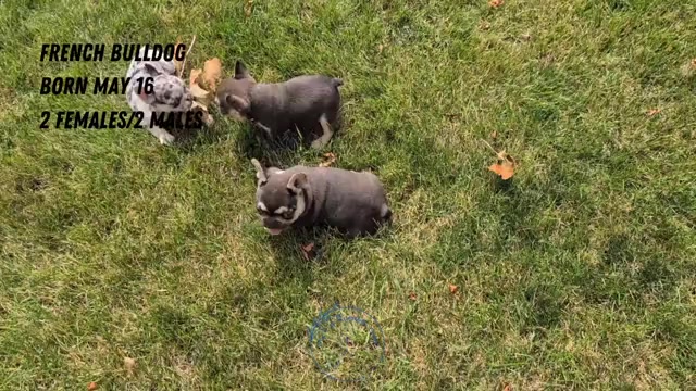Video preview image #2 French Bulldog Puppy For Sale in GOSHEN, IN, USA