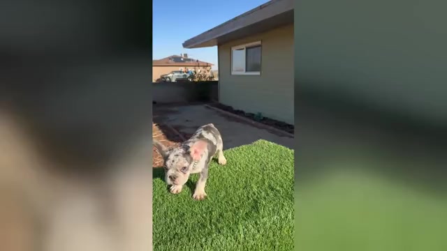 Video preview image #1 French Bulldog Puppy For Sale in WINNSBORO, TX, USA