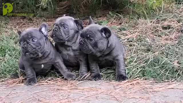 Video preview image #1 French Bulldog Puppy For Sale in KENNESAW, GA, USA