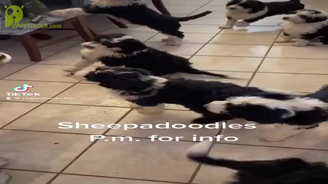 Video preview image #3 Sheepadoodle Puppy For Sale in SPRINGDALE, AR, USA