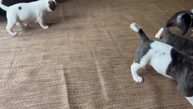 Video preview image #1 American Bulldog Puppy For Sale in COLUMBIA, KY, USA
