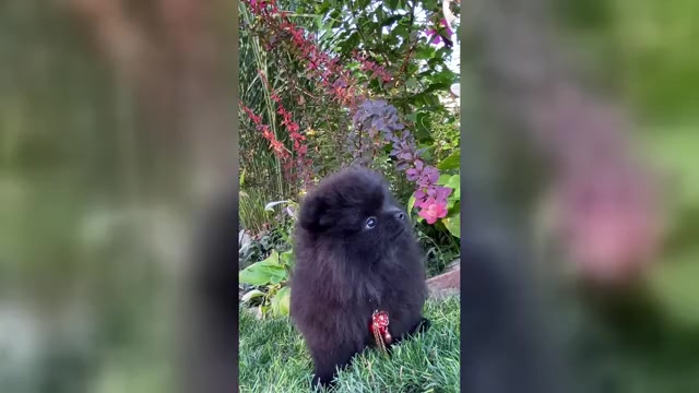Video preview image #2 Pomeranian Puppy For Sale in Chisinau, Chisinau Municipality, Moldova