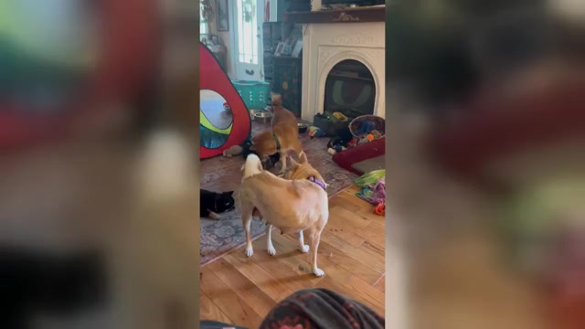 Video preview image #3 Shiba Inu Puppy For Sale in ELIZABETH CITY, NC, USA