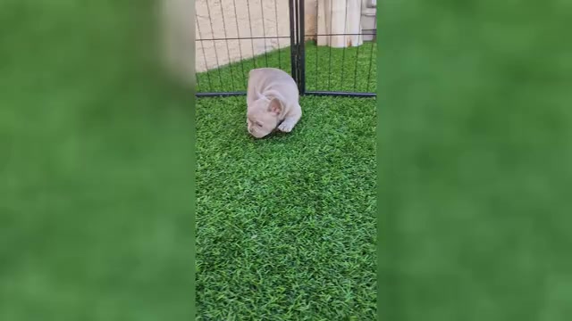 Video preview image #1 French Bulldog Puppy For Sale in LAS VEGAS, NV, USA