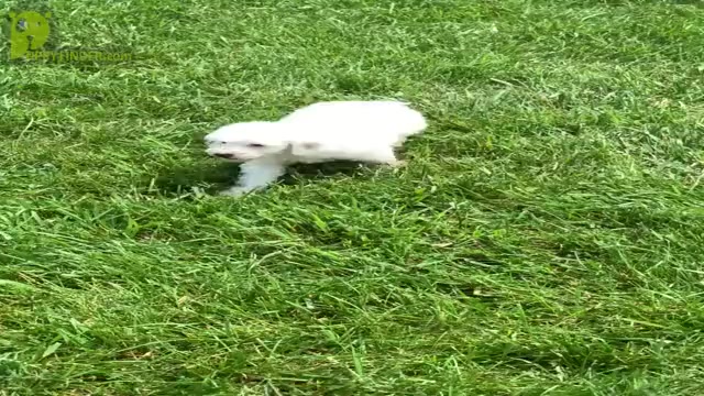 Video preview image #12 Poodle (Toy) Puppy For Sale in WARSAW, IN, USA