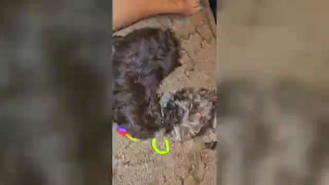 Video preview image #2 ShihPoo Puppy For Sale in DYERSBURG, TN, USA