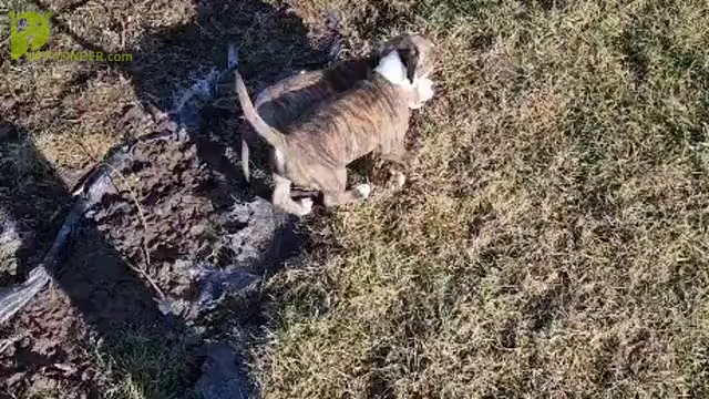 Video preview image #6 American Staffordshire Terrier Puppy For Sale in GENEVA, NY, USA