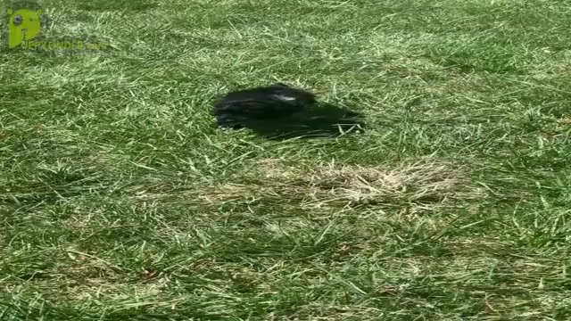 Video preview image #7 Poodle (Miniature) Puppy For Sale in WARSAW, IN, USA