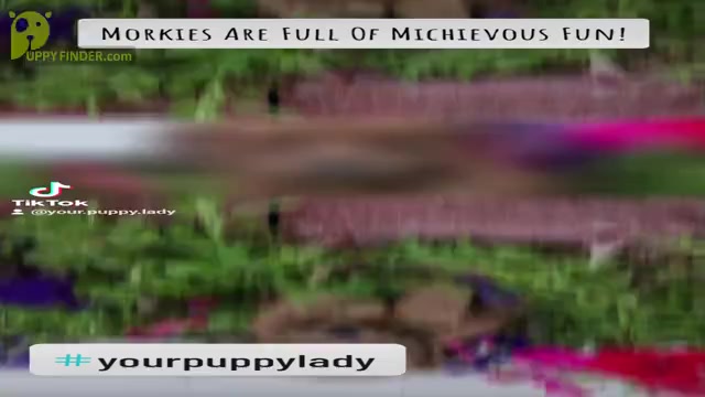 Video preview image #1 Morkie Puppy For Sale in TOPEKA, IN, USA