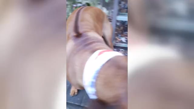 Video preview image #3 Rhodesian Ridgeback Puppy For Sale in ONEIDA, TN, USA