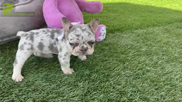Video preview image #2 French Bulldog Puppy For Sale in RIVERSIDE, CA, USA